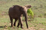 elephant (3)